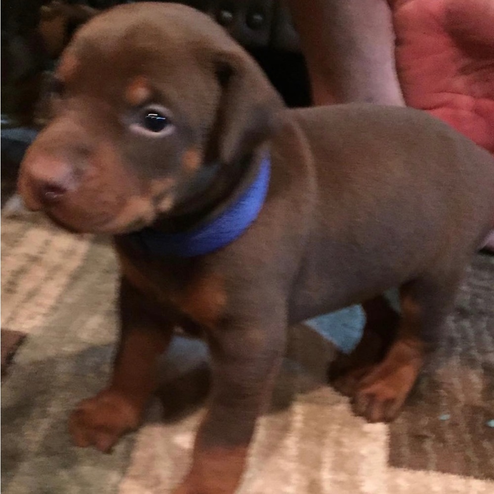 Meet your Posher, Sammy